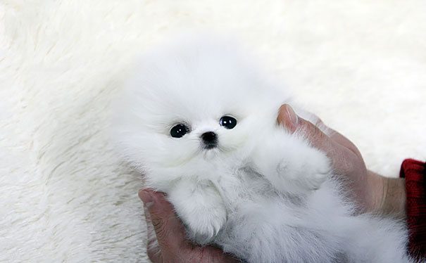 cutest puppies in the world 7