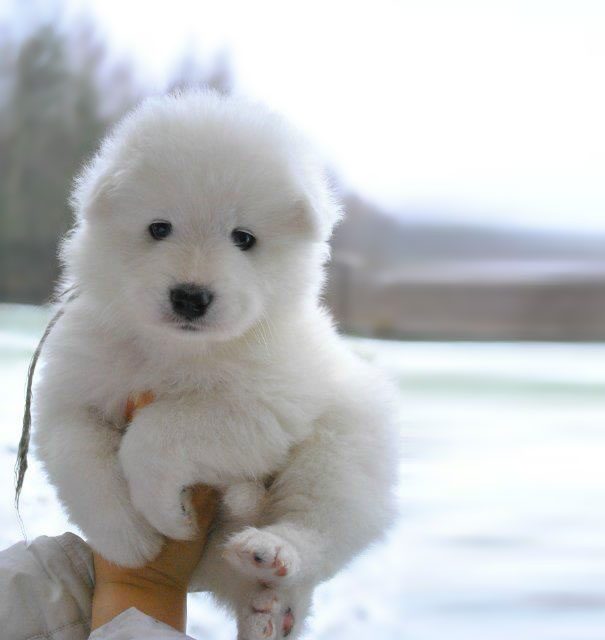 cutest puppies in the world 9
