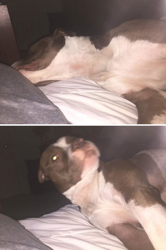 dog before and after being called a good boy