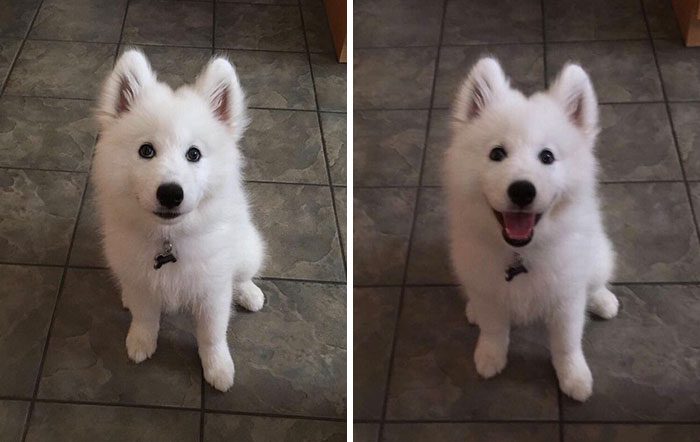 dog before and after being called a good boy
