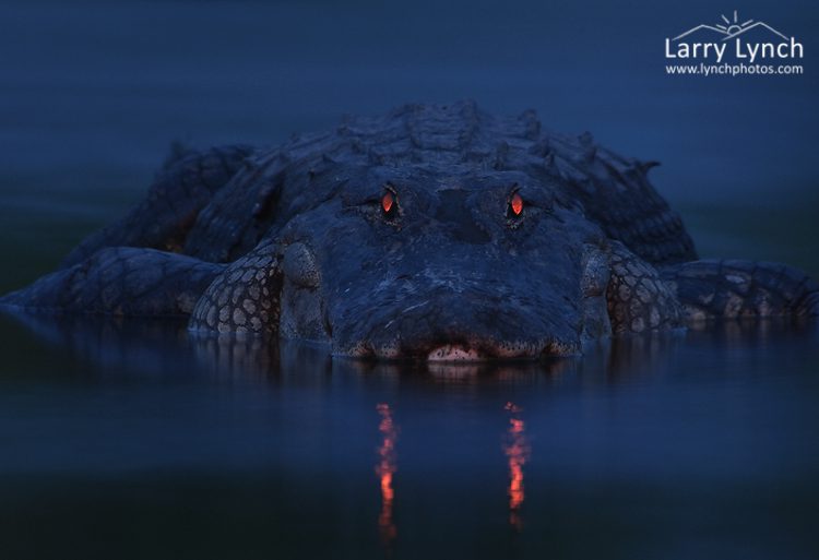 alligators at night