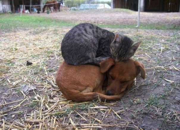 cats sleeping on dogs1