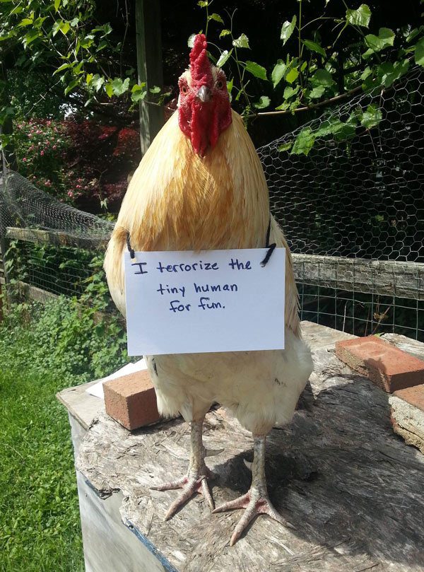 chicken shaming pics