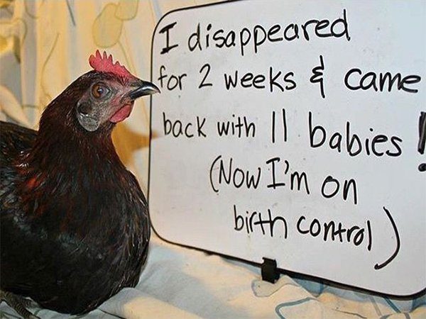 chicken shaming pics