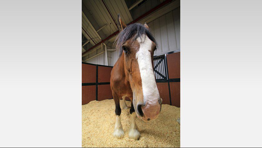 Budweiser Clydesdale