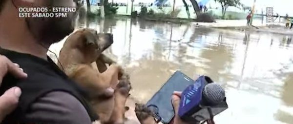 live report dog rescue