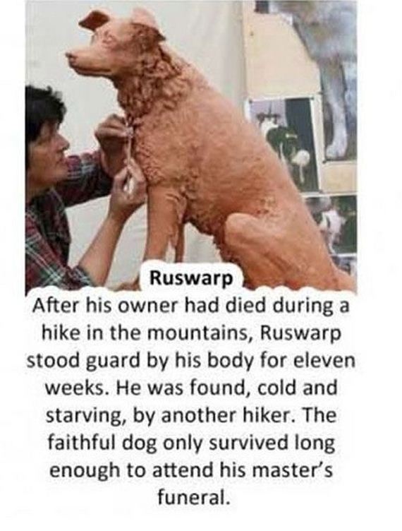 Unbelievable Dog Friendship 