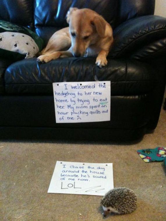 dog shaming 