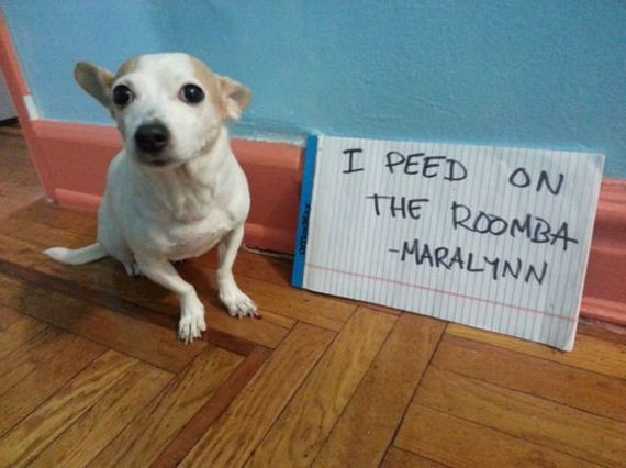 dog shaming 
