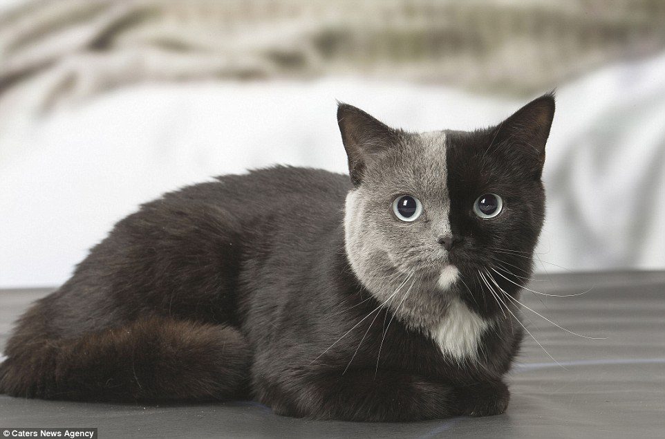 The Cat With Two Faces: Pet Has An Even Split Of Grey And ...