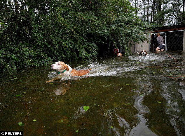 six dogs rescue during hurricane florence