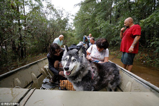 six dogs rescue during hurricane florence
