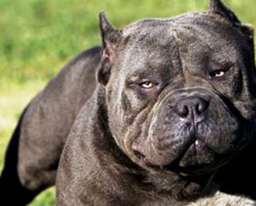 25 Most Dangerous Dog Breeds (Updated 2022)