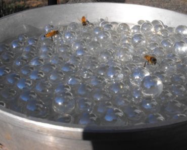 Make A Bee Waterer And Help Hydrate Our Pollinators