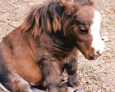 She Holds The Record For The Smallest Horse In The World And She Is Beyond Adorable
