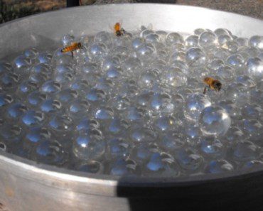 Make Your Own Bee Waterer And Help Hydrate Our Pollinators