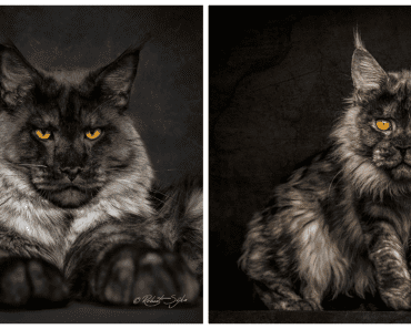 12 Majestic Photographs Of Mythical Beasts Or Maine Coons Captured By Robert Sijka