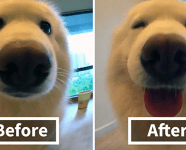 People Post Photos Of Their Pets Before & After Being Called Them A ‘Good Boy’