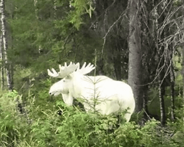 He Captures This Creature On Film In Canada, And It’s Unlike Anything You Have Ever Seen Before…