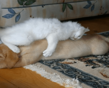 25 Hilarious Pictures Of Cats Taking Naps On Dogs
