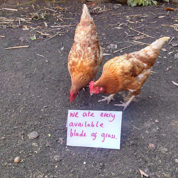 Farmers Showcase The Humor In Their Daily Life With These 'Chicken ...