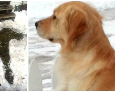 Dog Saved The Life Of His Owner After He Breaks His Neck And Nearly Freezes To Death