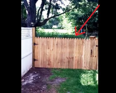 Man Admires The Fence He Repaired, But What Happens Later Is Hilarious….