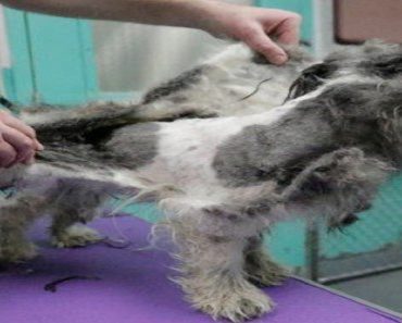 Man Gives Free Haircuts To Shelter Dogs To Improve Their Chances Of Finding Forever Homes