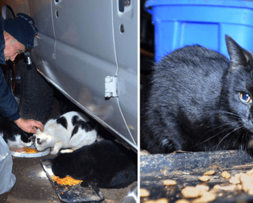 Scrap Metal Worker Started Feeding Stray Cats In 1995, Has Not Missed One Day Since