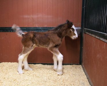 Budweiser Clydesdale’s Just Welcomed Newest Member