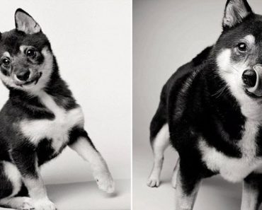 Heartwarming Photos Of Dogs From When They Were Little Puppies To Their Senior Years