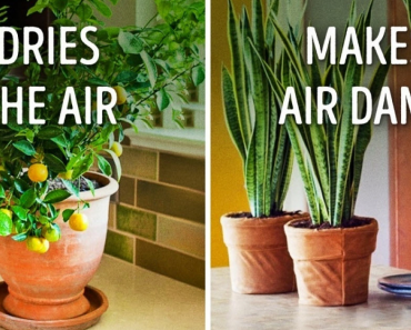 10 Beneficial Plants That Drastically Improve The Atmosphere In Your Home