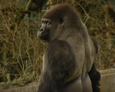 This Gorilla Is Sweeping The Web.. When He Turns Around It’s Easy To See Why