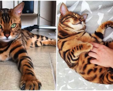 Meet Thor, A Bengal Cat With Exquisite Fur And Stunningly Beautiful Eyes