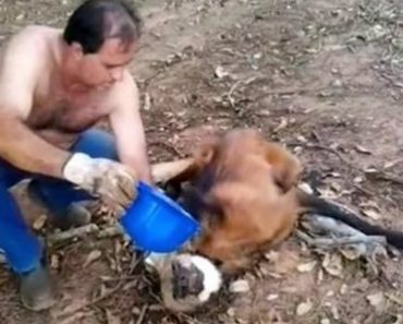 Man Rescues Dehydrated Maned Wolf Who Collapses Under His Truck