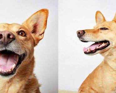 Shelter Opts For Photobooth-Style Pics Of Adoptable Pets And Noticed Improved Adoption Results Afterward