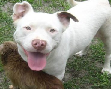 Homeless Pit Bull Saves Injured Chihuahua From Life On The Streets