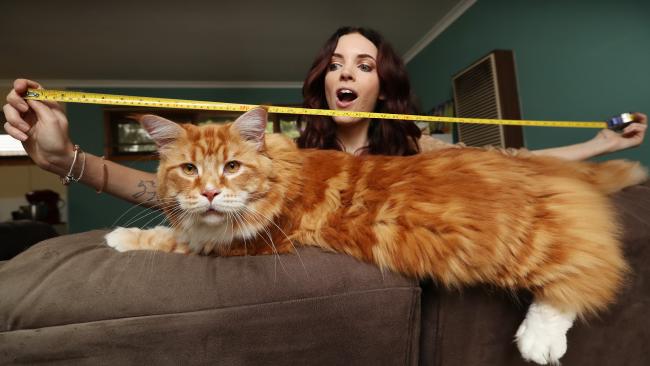 30-pound cat