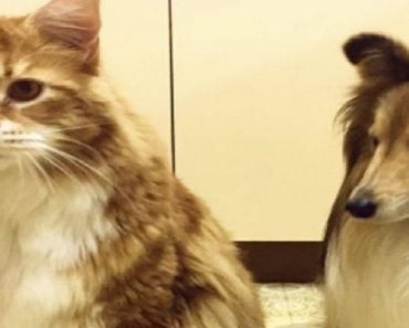 Maine Coon Cat Measured As The Longest In The World