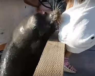 Sea Lion Drags Girl Into The Water