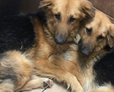 Shelter Dogs Refused To Be Separated. Their Photo Changed Their World Forever