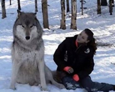 Wolf Cuddles Up To Woman
