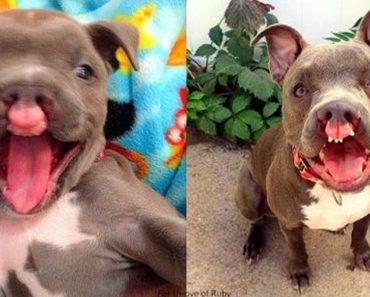 “Hopeless” Cleft Palate Puppy Now Has A Fantastic Life