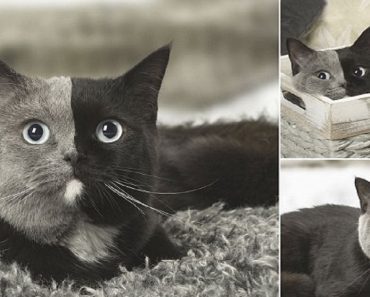 The Cat With Two Faces: Pet Has An Even Split Of Grey And Black Fur