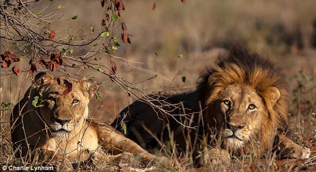 lions attack poacher