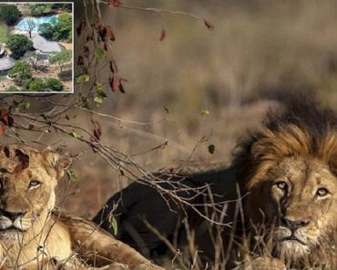 Poacher Eaten By Lions He Was Hunting In South Africa