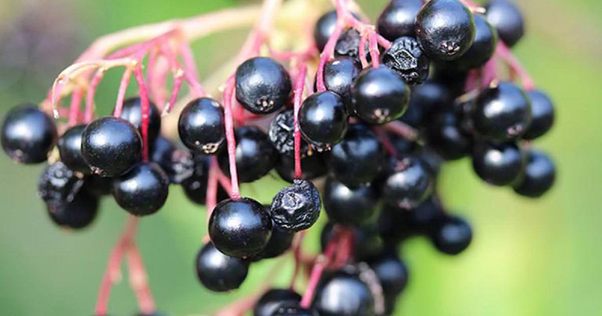 elderberry benefits