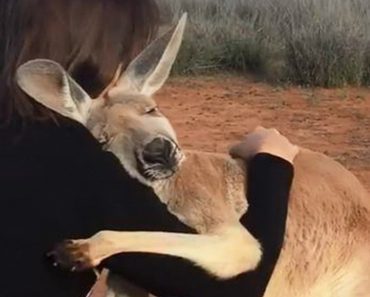 Kangaroo Hugs Her Rescuers Every Day To Show Appreciation