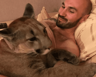 This Adorable Puma Named Messi Can Do Everything A Dog Can Do