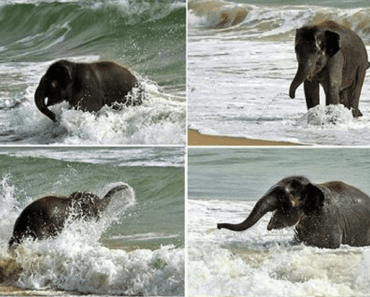 This Baby Elephant Sees The Ocean For The First Time And Has The Best Reaction Ever